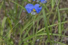 Erect Dayflower,Commelina erecta