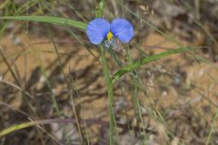 Erect Dayflower,Commelina erecta