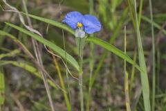 Erect Dayflower,Commelina erecta