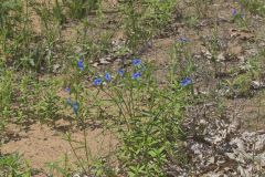 Erect Dayflower,Commelina erecta