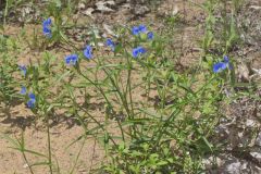 Erect Dayflower,Commelina erecta