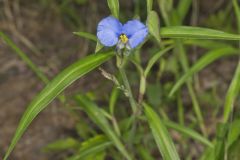 Erect Dayflower,Commelina erecta