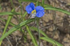 Erect Dayflower,Commelina erecta