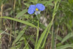 Erect Dayflower,Commelina erecta