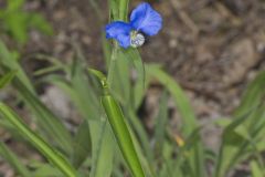 Erect Dayflower,Commelina erecta