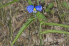 Erect Dayflower,Commelina erecta