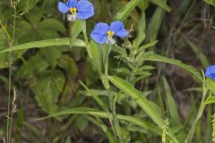 Erect Dayflower,Commelina erecta