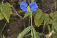 Erect Dayflower,Commelina erecta