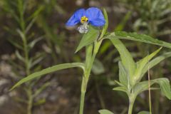 Erect Dayflower,Commelina erecta