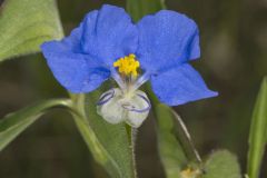 Erect Dayflower,Commelina erecta