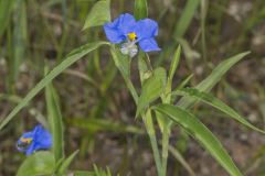 Erect Dayflower,Commelina erecta