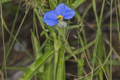 Erect Dayflower,Commelina erecta