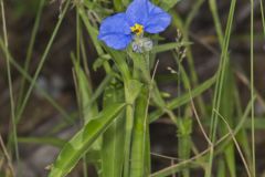 Erect Dayflower,Commelina erecta