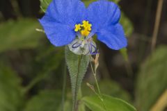 Erect Dayflower,Commelina erecta