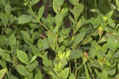 Erect Knotweed, Polygonum erectum