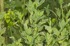 Erect Knotweed, Polygonum erectum