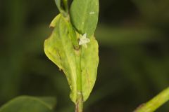 Erect Knotweed, Polygonum erectum