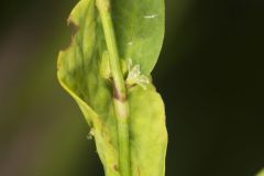 Erect Knotweed, Polygonum erectum