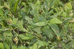 Erect Knotweed, Polygonum erectum