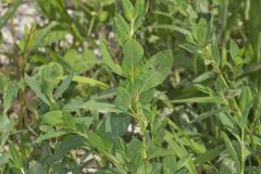 Erect Knotweed, Polygonum erectum