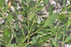 Erect Knotweed, Polygonum erectum