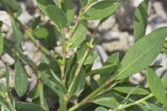 Erect Knotweed, Polygonum erectum