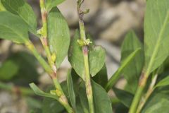 Erect Knotweed, Polygonum erectum