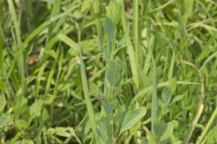 Erect Knotweed, Polygonum erectum