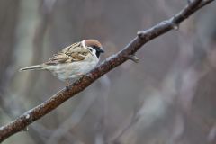 Eurasian Tree Sparrow, Passer montanus