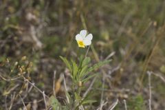 European Field Pansy, Viola arvensis