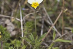 European Field Pansy, Viola arvensis