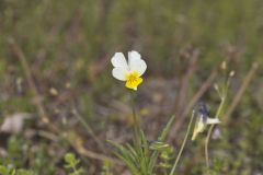 European Field Pansy, Viola arvensis