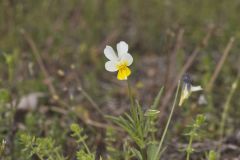 European Field Pansy, Viola arvensis