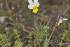 European Field Pansy, Viola arvensis