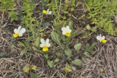 European Field Pansy, Viola arvensis