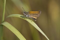 European Skipper, Thymelicus lineola