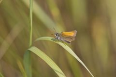 European Skipper, Thymelicus lineola