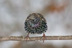 European Starling, Sturnus vulgaris