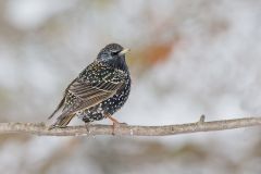 European Starling, Sturnus vulgaris