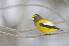 Evening Grosbeak, Coccothraustes vespertinus