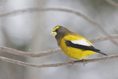 Evening Grosbeak, Coccothraustes vespertinus