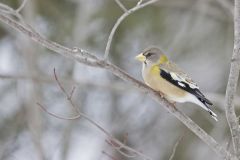 Evening Grosbeak, Coccothraustes vespertinus