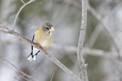 Evening Grosbeak, Coccothraustes vespertinus