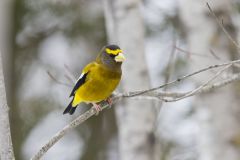 Evening Grosbeak, Coccothraustes vespertinus