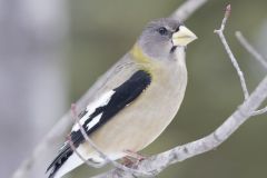 Evening Grosbeak, Coccothraustes vespertinus