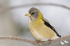 Evening Grosbeak, Coccothraustes vespertinus