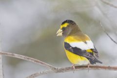 Evening Grosbeak, Coccothraustes vespertinus