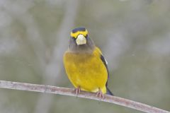 Evening Grosbeak, Coccothraustes vespertinus