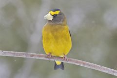 Evening Grosbeak, Coccothraustes vespertinus