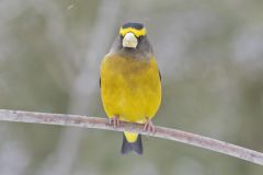 Evening Grosbeak, Coccothraustes vespertinus